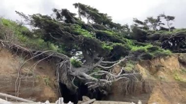The Tree of Life in Olympic National Park appears to hang by its roots as erosion undercuts the cliff. A cave has formed under the suspended tree - Kalaloch, Washington, USA
