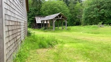 The historic wooden barn structures at the abandoned Kestner Homestead in the Olympic National Park with the dense forest in the background - Nr Quinault, Washington, USA