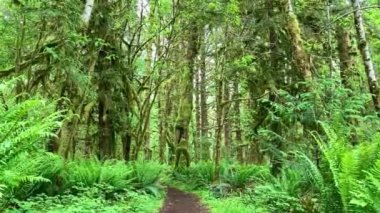 Hiking trail through the lush temperate rainforest in the Olympic National Park. Giant ferns and trees dripping with moss surround the narrow path - Nr Quinault, Washington, USA