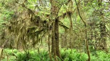 A tree in the Olympic National Park temperate rainforest absolutely covered in dripping moss with the forest floor a sea of ferns. The vibrant green colour is incredible - Nr Quinault, Washington, USA