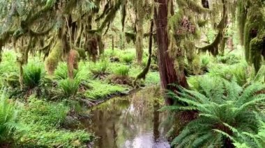 A tranquil stream runs through the temperate rainforest with a tree covered in moss on the bank, a carpet of green ferns cover the ground in the Olympic National Park - Nr Quinault, Washington, USA
