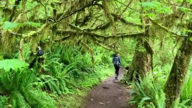 A woman hikes through the lush, green temperate rainforest in the Olympic National Park. Bright green trees are dripping in moss with huge ferns on the forest floor - Nr Quinault, Washington, USA