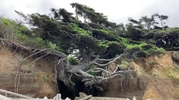 オリンピック国立公園の生命の木は 浸食によって崖の下に根を垂らしているように見えます 中断された木の下に洞窟が形成されました Kalaloch ワシントン アメリカ — ストック動画