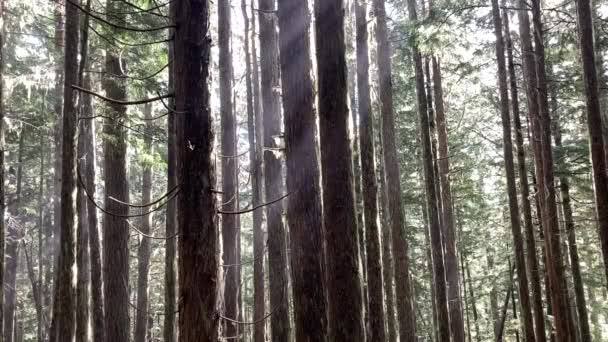 来自太阳的光芒穿过茂密的森林 创造出一种神奇的效果 美国华盛顿奥林匹克国家公园 — 图库视频影像