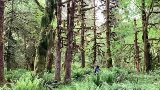 在奥运国家公园令人叹为观止的郁郁葱葱的树叶中 女性徒步旅行 被巨大的苔藓覆盖的树木和巨大的蕨类环绕行走 美国华盛顿凯斯纳家园小径 — 图库视频影像