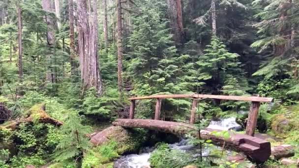 Beautiful Woodland Scene Hiking Trail Olympic National Park Log Bridge — Αρχείο Βίντεο