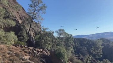 Tepemizde uçan üç Kaliforniya akbabasının yavaş çekim görüntüleri var. Yazın açık ve güneşli bir günde çekildi - Pinnacles Ulusal Parkı, Kaliforniya, ABD