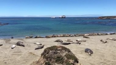 Fil fok kolonisinin güneşli bir günde Fil Seal Vista Point 'teki yavaş çekim görüntüsü - 1 numaralı otoyol, Kaliforniya, ABD