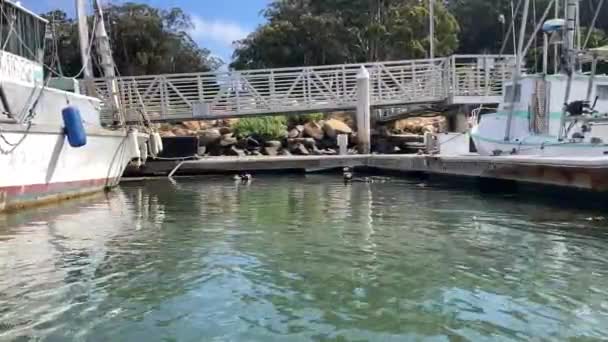 Morro Bay California Usa 2022 Paio Adorabili Lontre Mare Aggirano — Video Stock