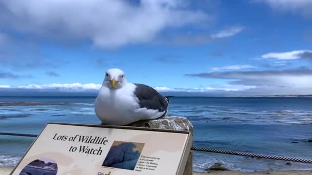 Mewa Siedzi Zabawnie Dzikiej Przyrodzie Oglądając Znak Informacyjny Przed Oceanem — Wideo stockowe
