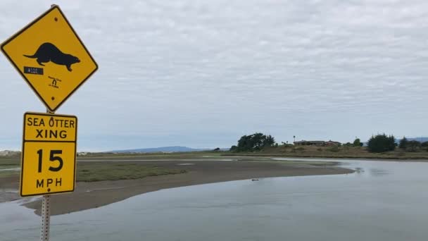 海のカワウソは 前景に海のカワウソが道路標識を横断している背景の浅い河口にあります Moss Landing カリフォルニア州 アメリカ — ストック動画