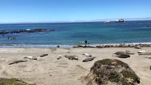 一群大象海豹 一只在背上翻动着沙子 两只在后方打斗 还有一只在晒日光浴 在阳光灿烂的日子拍摄 美国加利福尼亚州一号公路上的Nr San Simeon — 图库视频影像