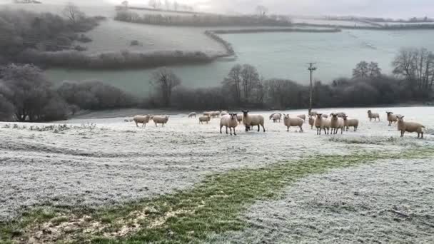 Ένα Κοπάδι Πρόβατα Κοιτάζουν Την Κάμερα Από Ένα Όμορφο Νότιο — Αρχείο Βίντεο