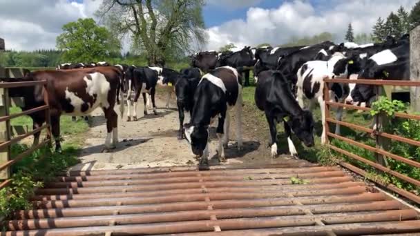 好奇心旺盛な若い牛の群れは 晴れた夏の日に牛のグリッドを熟考します ヘレフォードシャー州 — ストック動画