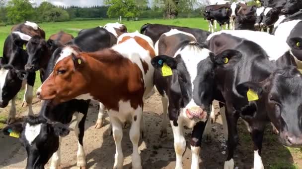 晴れた夏の日に 英国の若い好奇心の強い牛の群れの顔のクローズアップ ヘレフォードシャー州 — ストック動画