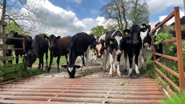 日当たりの良い夏の日に牛のグリッドの後ろに待っている若い好奇心旺盛な牛の群れのフロントビュー — ストック動画