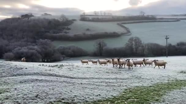 Ένα Κοπάδι Πρόβατα Πόδια Στη Συνέχεια Σταματήσει Κοιτάξει Την Κάμερα — Αρχείο Βίντεο