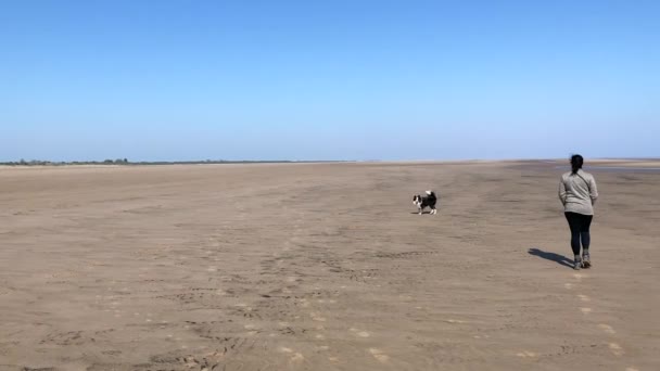 Una Mujer Pasea Perro Collie Frontera Largo Una Playa Arena — Vídeos de Stock