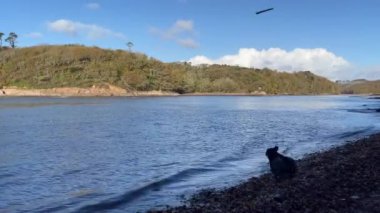 Siyah labrador Retriever köpeği, güneşli bir günde nehre atlar ve arkasında yeşil tepeler olan bir sopayla yüzer - Erme Estuary, Devon, İngiltere