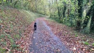 Siyah bir Labrador av köpeği, sonbaharın sonlarında ağaçlar ve yapraklarla çevrili, Hobleton, Devon, İngiltere 'de sakin bir kır yolunda yürüyor.