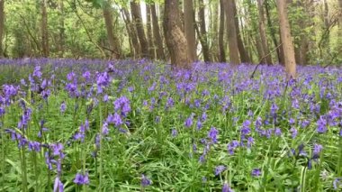 Pahalı bir İngiliz koruluğunda, orman zemininde alçak açılı bir açıdan çekilmiş bahar çan çiçeklerinden oluşan bir halı. Güneş ışığı İngiltere 'de Herefordshire, Nr Ross-on-Wye' da akıyor.