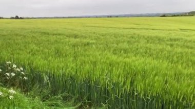 Siyah bir labrador av köpeği yazın bir arpa tarlasından geçerek bir patikaya geri döner, manzara yemyeşil ve yemyeşildir - Nr Ripon, Kuzey Yorkshire, İngiltere.