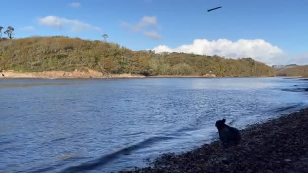 Siyah Labrador Retriever Köpeği Güneşli Bir Günde Nehre Atlar Arkasında — Stok video