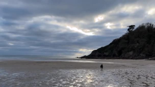 Cane Labrador Retriever Nero Insegue Dopo Una Palla Una Spiaggia — Video Stock