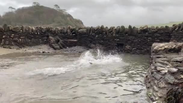 Side View Black Labrador Retriever Dog Jumping Water Natural Coastal — Stock Video