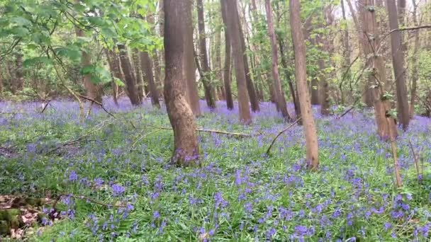 春の美しい森の中のブルーベルのカーペットの素晴らしい田園風景 木々の間の紫色のカーペット Ross Wey Herfordshire — ストック動画
