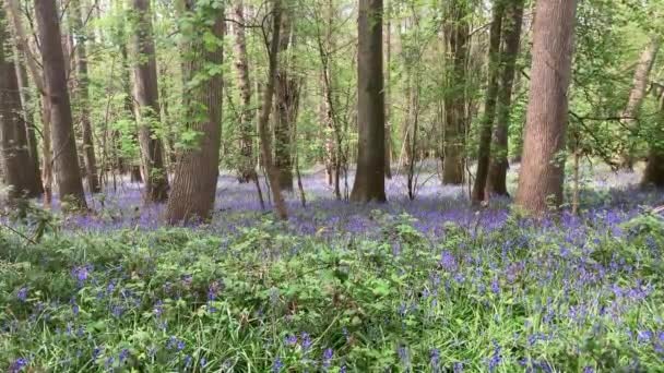 緑の葉と美しく対照的な英語の森の中の春のブルーベルの見事なカーペット Ross Wey Herfordshire — ストック動画
