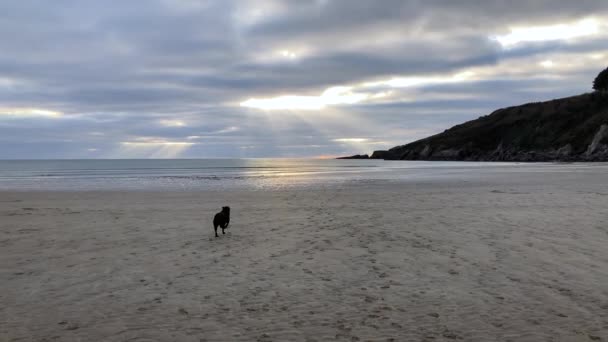 Labrador Negro Persigue Una Pelota Mar Una Playa Vacía Mientras — Vídeos de Stock