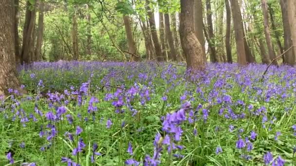 Lenta Toma Panorámica Una Hermosa Madera Bluebell Tomada Nivel Las — Vídeo de stock