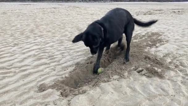 Ένα Αστείο Μαύρο Λαμπραντόρ Ριτρίβερ Σκυλί Που Περνάει Υπέροχα Σκάβοντας — Αρχείο Βίντεο
