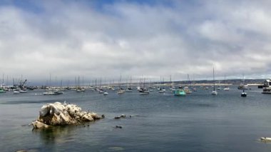 Monterey Körfezi 'nde tipik bir yaz sahnesi, deniz kuşları ve yalnız bir fok gün ışığında kayaların üzerinde dinlenirken, yelkenli tekneleri arka planda, Kaliforniya, ABD