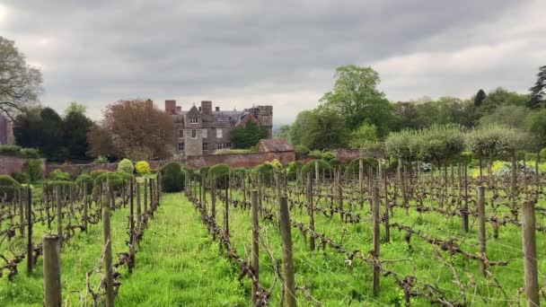 イギリスのハーフォードシャー ヤープロール バインが生き返るにつれて春のクロフト城のブドウ畑 壁に囲まれた庭園にあり 背景にある歴史ある城 — ストック動画