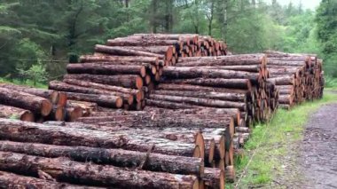 Ormanda iki sıra yüksek kütük ya da çam ağacı kütüğü. Sürdürülebilir yapı malzemeleri, kereste ve ormancılık endüstrisi, ekolojik yıkım, ormansızlaşma kavramı.