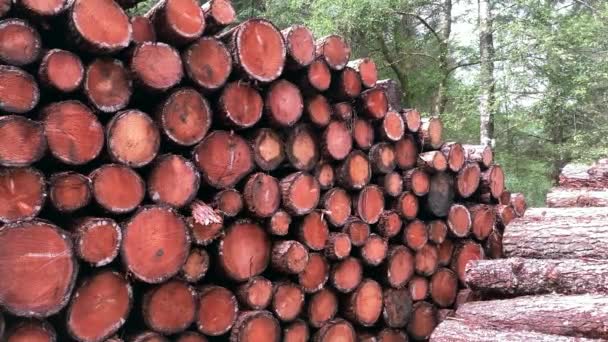 Zbliżenie Wysoki Stos Lub Stos Drewna Sosnowego Koncepcja Zrównoważonego Przemysłu — Wideo stockowe