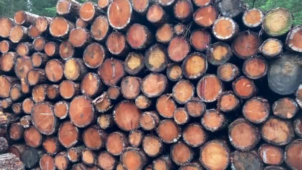 Bir Yığın Çam Ağacı Kütüğünü Kapat Sürdürülebilir Yapı Malzemesi Kereste — Stok video