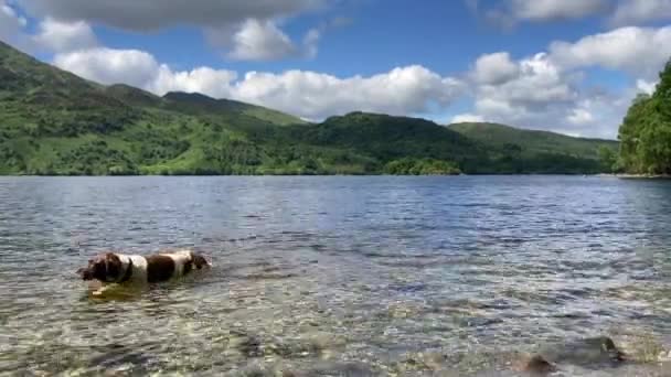 Adorable Springer Spaniel Dog Paletas Agua Ondulante Del Impresionante Lago — Vídeo de stock