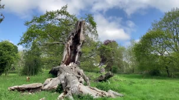 Yıldırım Tarafından Ikiye Bölünmüş Eski Kudretli Bir Meşe Ağacı Hala — Stok video