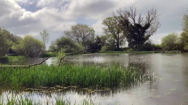 春のクロフトキャッスルの静かな湖は アヒルが泳ぎ 木々が葉に入って来ます イギリス ヘルフォードシャー — ストック動画