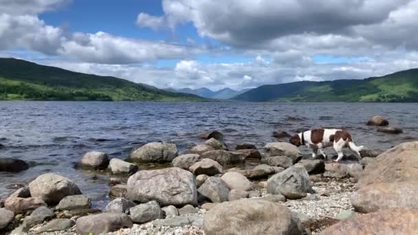 Entzückender Springspaniel Hund Erkundet Das Seeufer Des Atemberaubenden Lake Katrine — Stockvideo