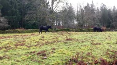 Bir çift vahşi Dartmoor midillisi kışın bulutlu bir günde, Ulusal Park 'ta yemyeşil bir alanda otluyor. Burrator Reservoir, Devon, İngiltere