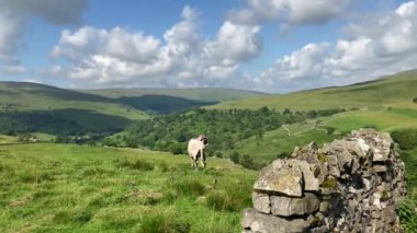 Tek bir Dalesbred koyunu büyüleyici Yukarı Wharfedale Vadisi manzarasını seyrediyor. Bu koyun türü Yorkshire Dales Ulusal Parkı 'nda Nr Buckden, Kuzey Yorkshire, İngiltere' de meşhurdur.