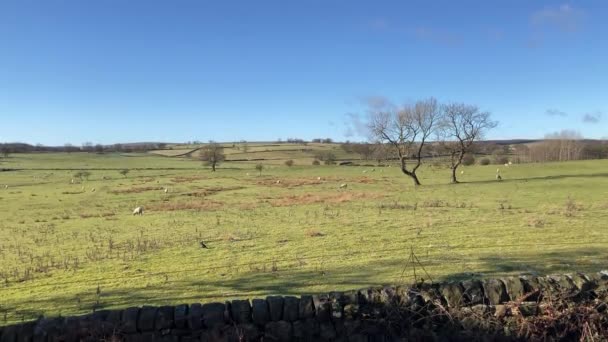 Típicamente Hermosa Vista Yorkshire Dales Colinas Verdes Ovejas Día Soleado — Vídeo de stock