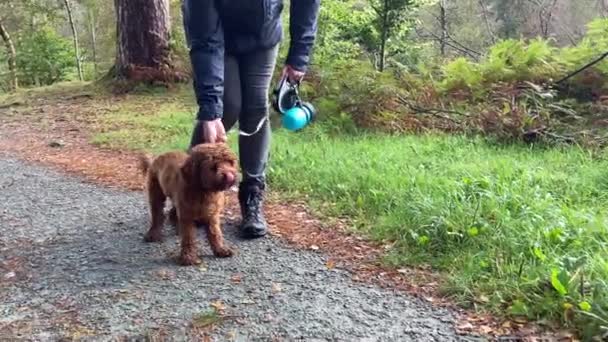 Slow Motion Capture Liten Cavapoo Hund Som Deras Ägare Släpper — Stockvideo