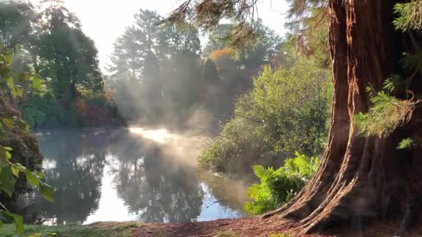 日の出にまだ湖と周囲の森があり 太陽の光が朝霧と背の高い木を貫通しています 朝の太陽に巨大な赤木の木の蒸気 イーストサセックス イギリス — ストック動画