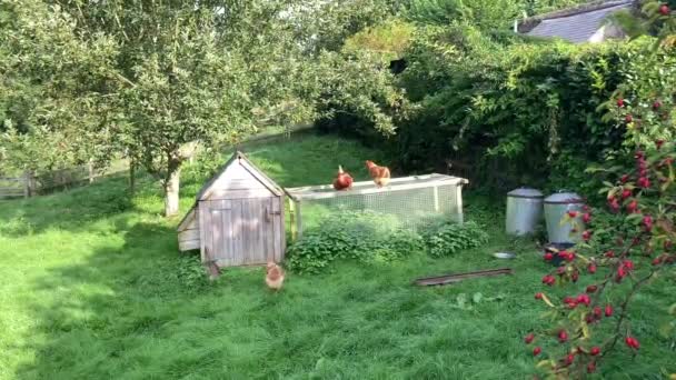 Frigående Trädgård Eller Bakgård Kycklingar Ett Bostadsområde Trädgård Den Brittiska — Stockvideo