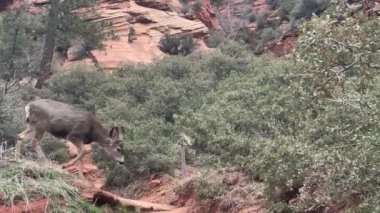 Utah, Zion Ulusal Parkı 'nda çalıların arasından atlayan vahşi bir katır geyiğinin yavaş çekim videosu. Güzel Red Rock uçurumları ihtişamlı bir zemin sağlar.